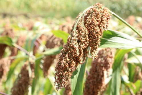 李強 持續增強糧食等重要農產品穩產保供能力，為實現全年糧食產量目標奠定堅實基礎